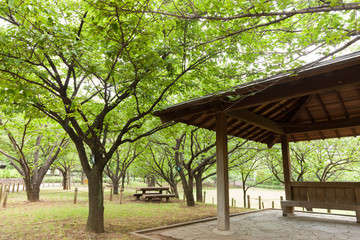 新緑の公園と東屋