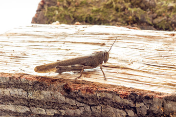 Grasshopper