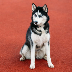 Young Husky Puppy Dog Sitting In Red Floor Outdoor