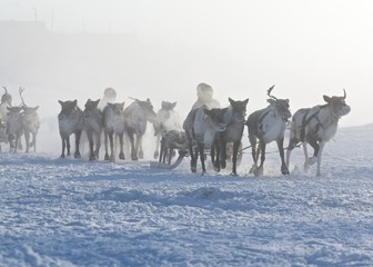 Polar inhabitants on the deer sleds early in morining