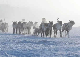 Photo sur Aluminium Arctique Polar inhabitants on the deer sleds early in morining