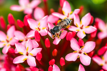 Little bee on flower