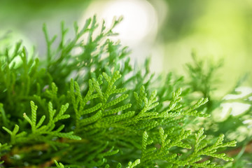 Summer or spring beautiful green foliage