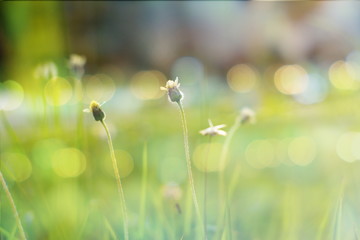 Small flower in vintage fill photo