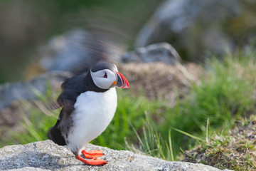 Atlantic Puffin flapping its wings