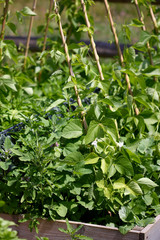 Green beans garden growing.
Green beans growing on canes in a garden.