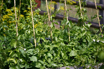 Green beans garden growing.
Green beans growing on canes in a garden.