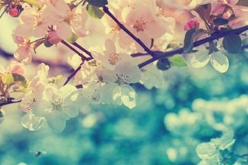 Obrazy na Szkle  Vintage kwiat jabłoni o wschodzie słońca. Naturalne tło wiosna
