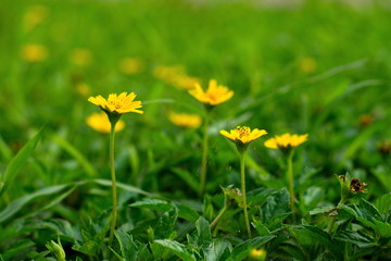 Yellow Climbing wedelia flower