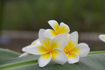 Fototapeta premium Plumeria