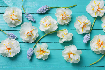 White narcissus  and blue muscaries flowers