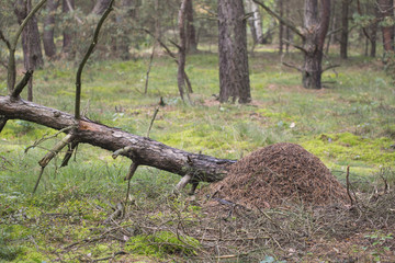 Red wood ant, anthill - Formica rufa