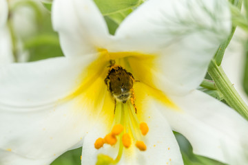 Шмель внутри цветка белой лилии