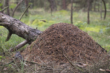 Naklejka na ściany i meble Red wood ant, anthill - Formica rufa