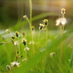 Small flower with green blur background