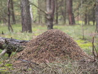 Red wood ant, anthill - Formica rufa