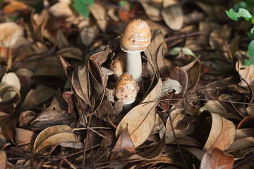 Young wild mushroom Amanita princeps Corner et Bas) growing in a