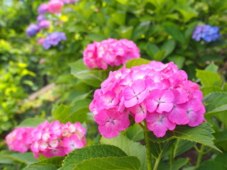 ピンクの紫陽花