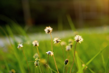 Small flower with green blur background