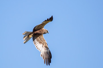 Red kite in flight. Looking in camera