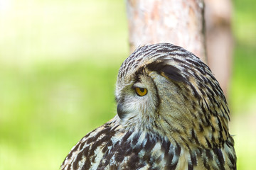 Eagle Owl (Bubo bubo)