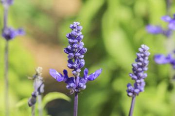 Blue Salvia (salvia farinacea) flowers blooming in the garden and field