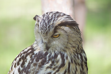 Eagle Owl (Bubo bubo)