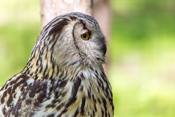 Eagle Owl (Bubo bubo)