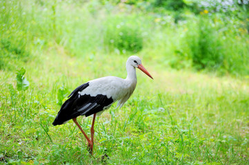 White stork