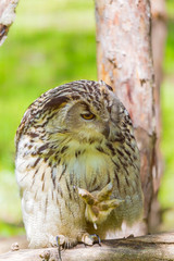 Eagle Owl (Bubo bubo)