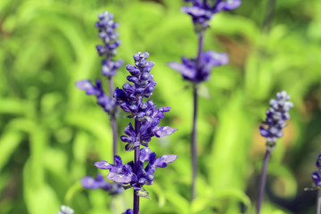 Obraz premium Blue Salvia (salvia farinacea) flowers blooming in the garden and field