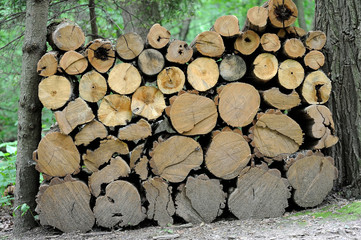 Pile of pine tree logs