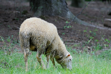 Obraz na płótnie Canvas Sheep standing in green field