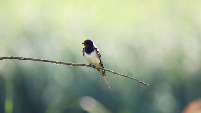 Barn swallow on a tree branch with nice boke