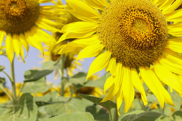 sunflowers at the field in summer on blue sky