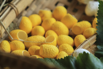 Close up yellow and white silkworm cocoon combined into the background.
