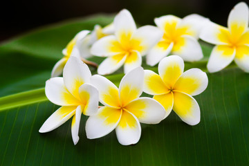 Fototapeta premium Plumeria