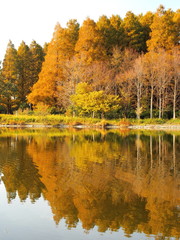 水元公園の池に映る黄葉のメタセコイア林