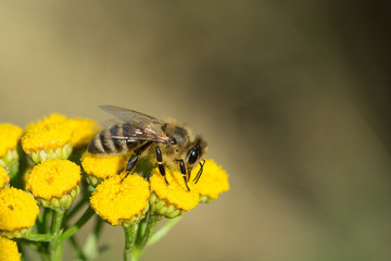 Bee on yellow flower