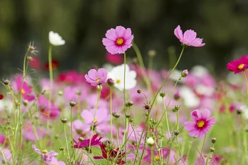 Photo sur Aluminium Fleurs the cosmos flower in the garden for background