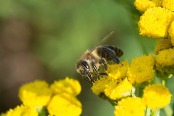 Bee on yellow flower