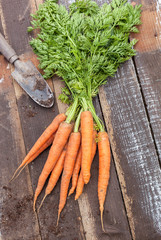 Fresh  organic carrots on wood background