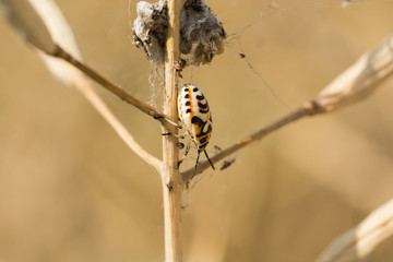 Alien Bug