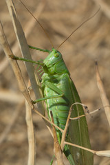 Great Green Bush-Cricket - Grünes Heupferd