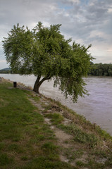 Fototapeta na wymiar Tree and River