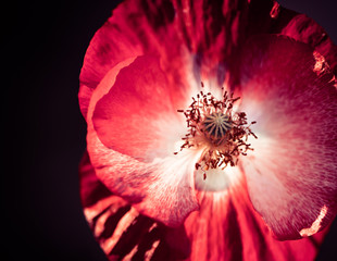 red poppy at dark background