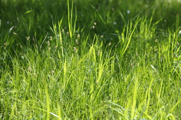 Green grass