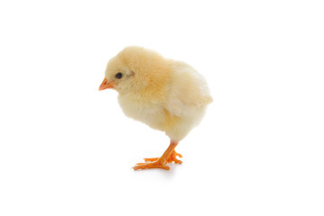 Yellow chicken