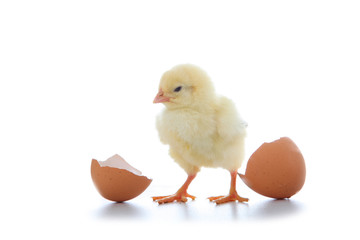 Yellow chicken and eggs