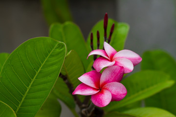 plumeria, flowers